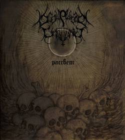 Scolopendra Cingulata : Dawn